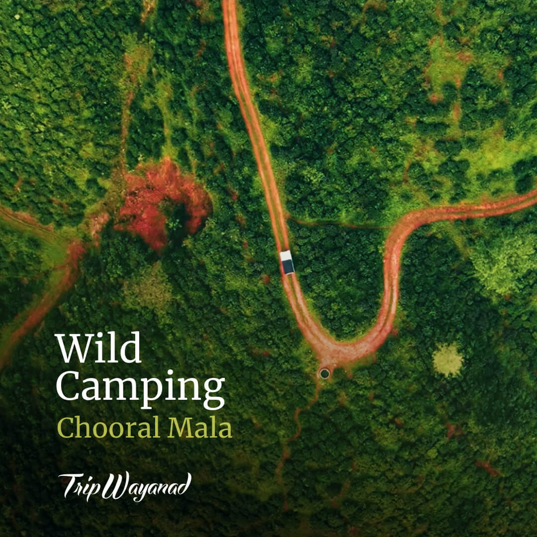 Wayanad Forest Stay